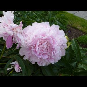 Meet your Posher, Martha